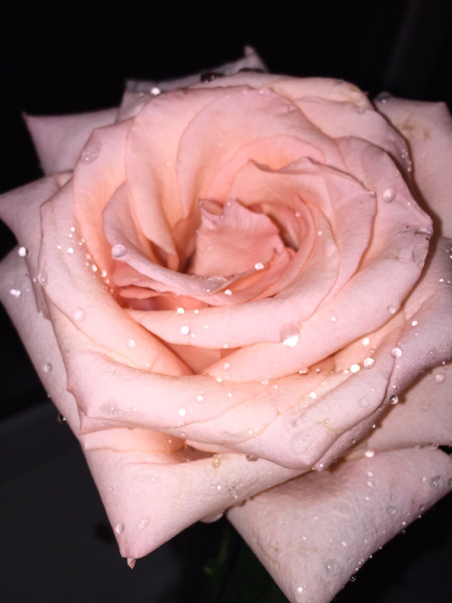 Розовая роза