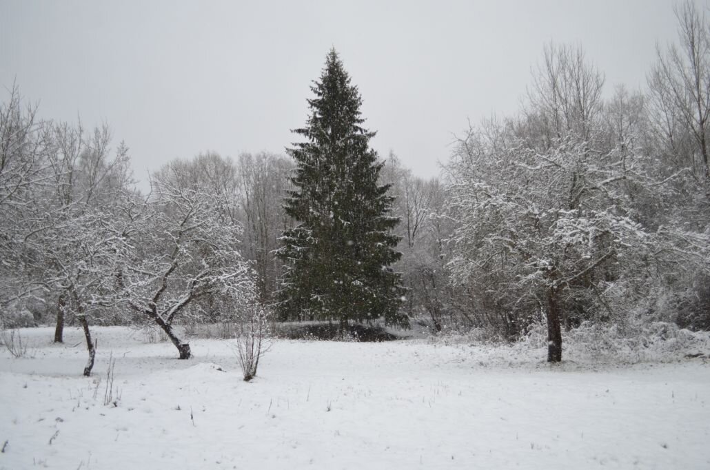Выпадал снег в начале декабря, но уже растаял.