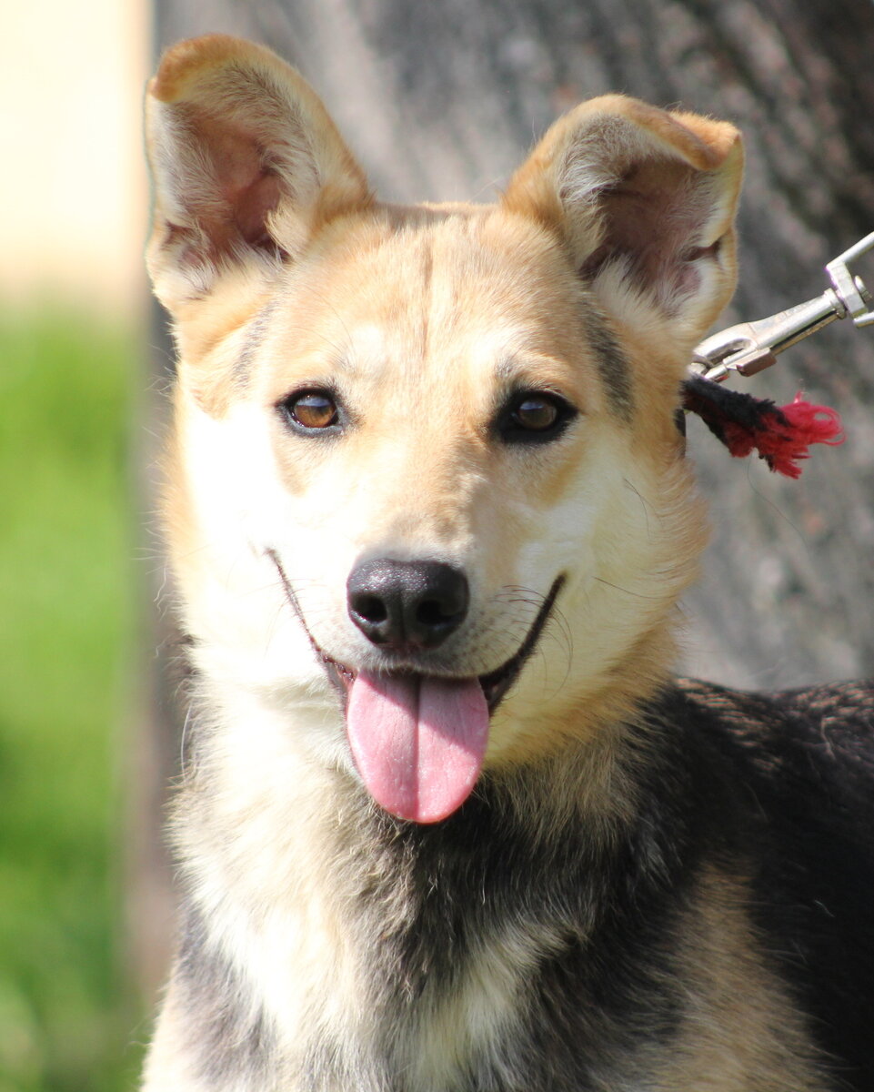 Это первая фотосессия Лайси из приюта Солнцево