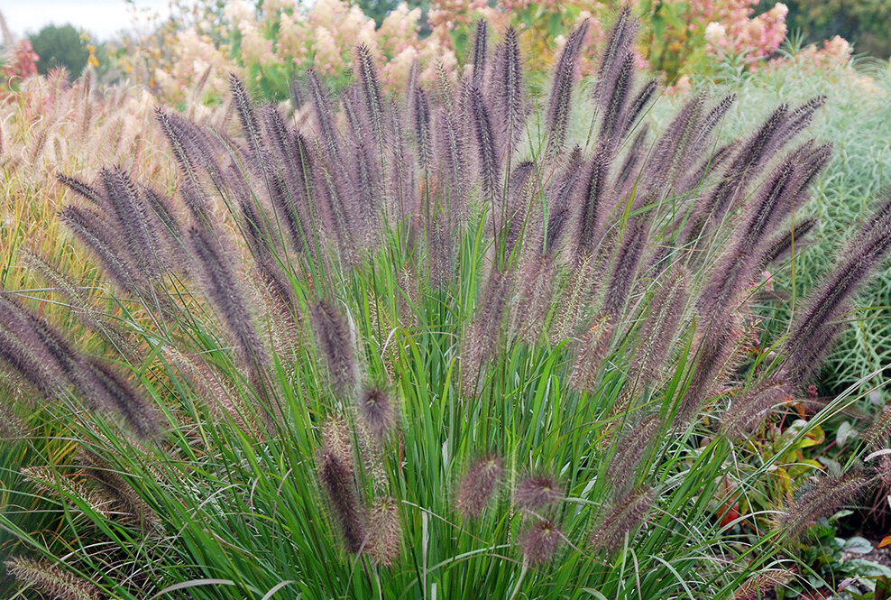 Еще один красавец "Ginger Love"