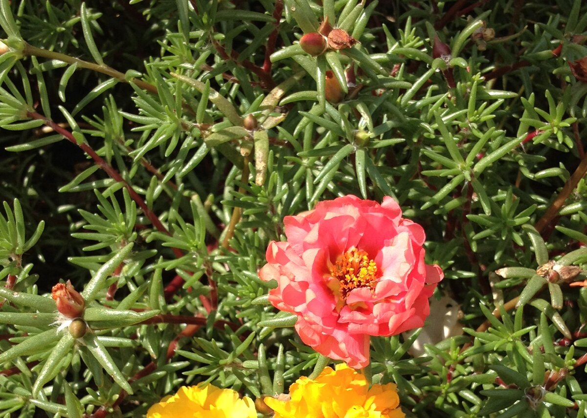 Портулак : цветы или .. овощ? А может - сорняк?