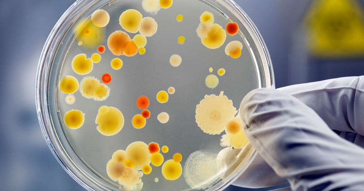 Норма количества непатогенных штаммов стафилококков в носу и горле составляет не более 10 в 3 степени, а во всех остальных случаях определяется различная степень обсемененности слизистых.