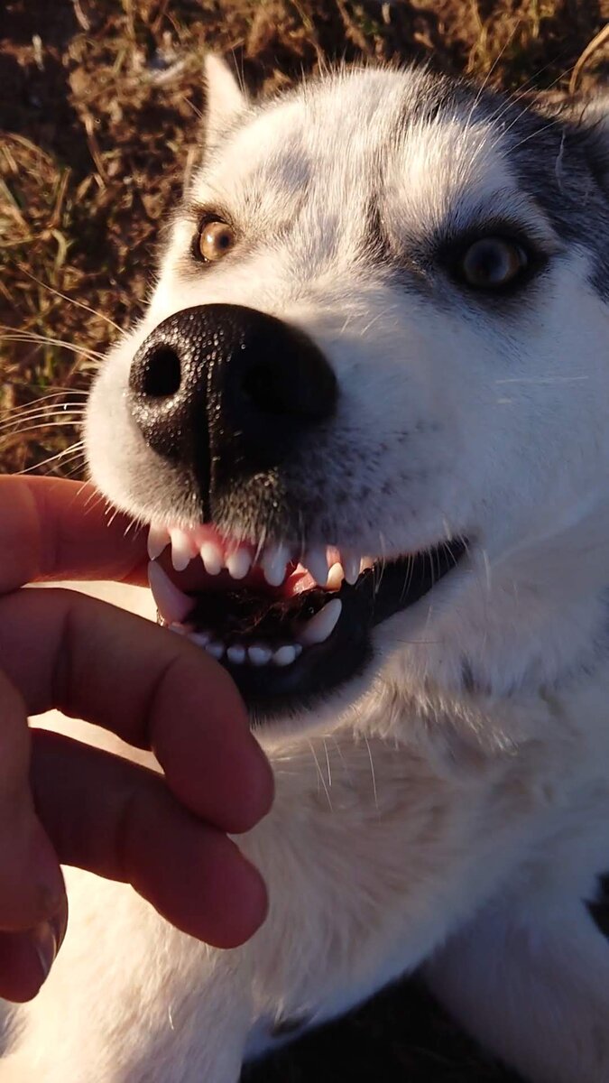 Советы по поведению с щенком хаски