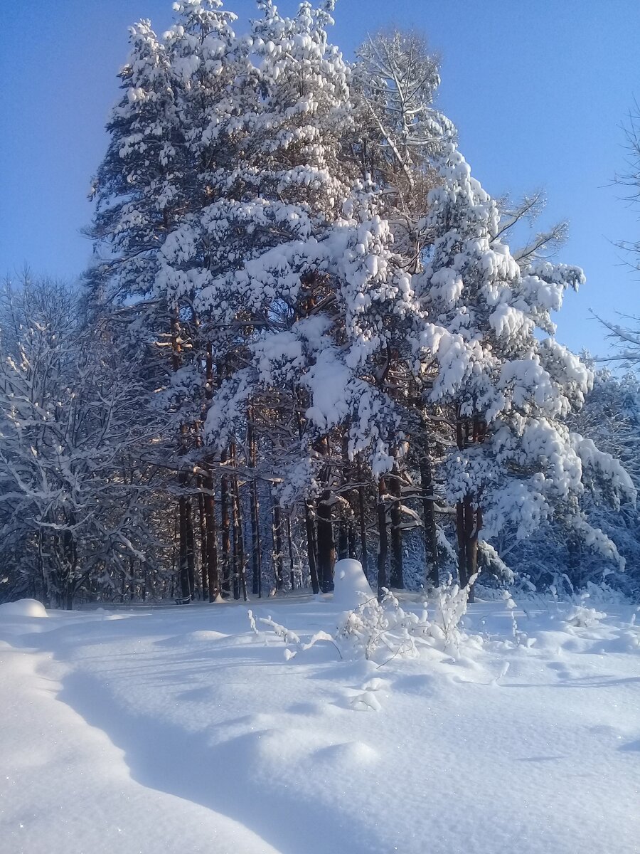 Шуваловский парк зимой