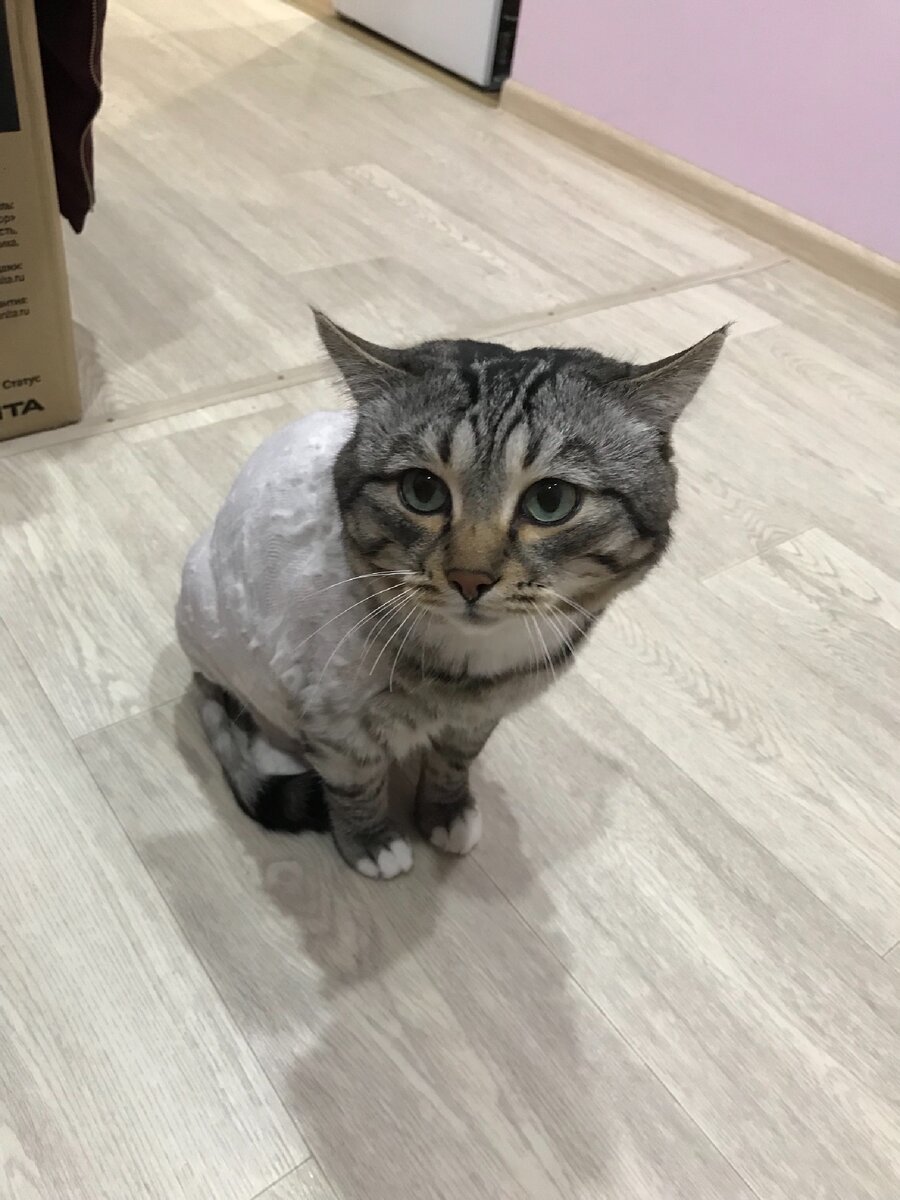 Кстати, это не только модно, но ещё и практично, плюс животному не жарко в летний период