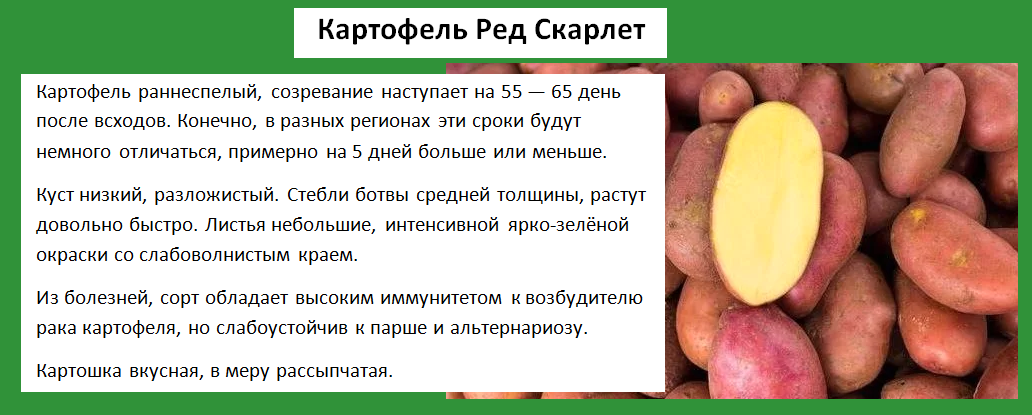 Картофель семенной розница Картофель семенной розница