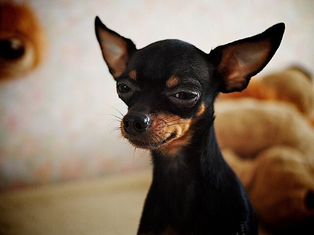 Картинка из сети интернет