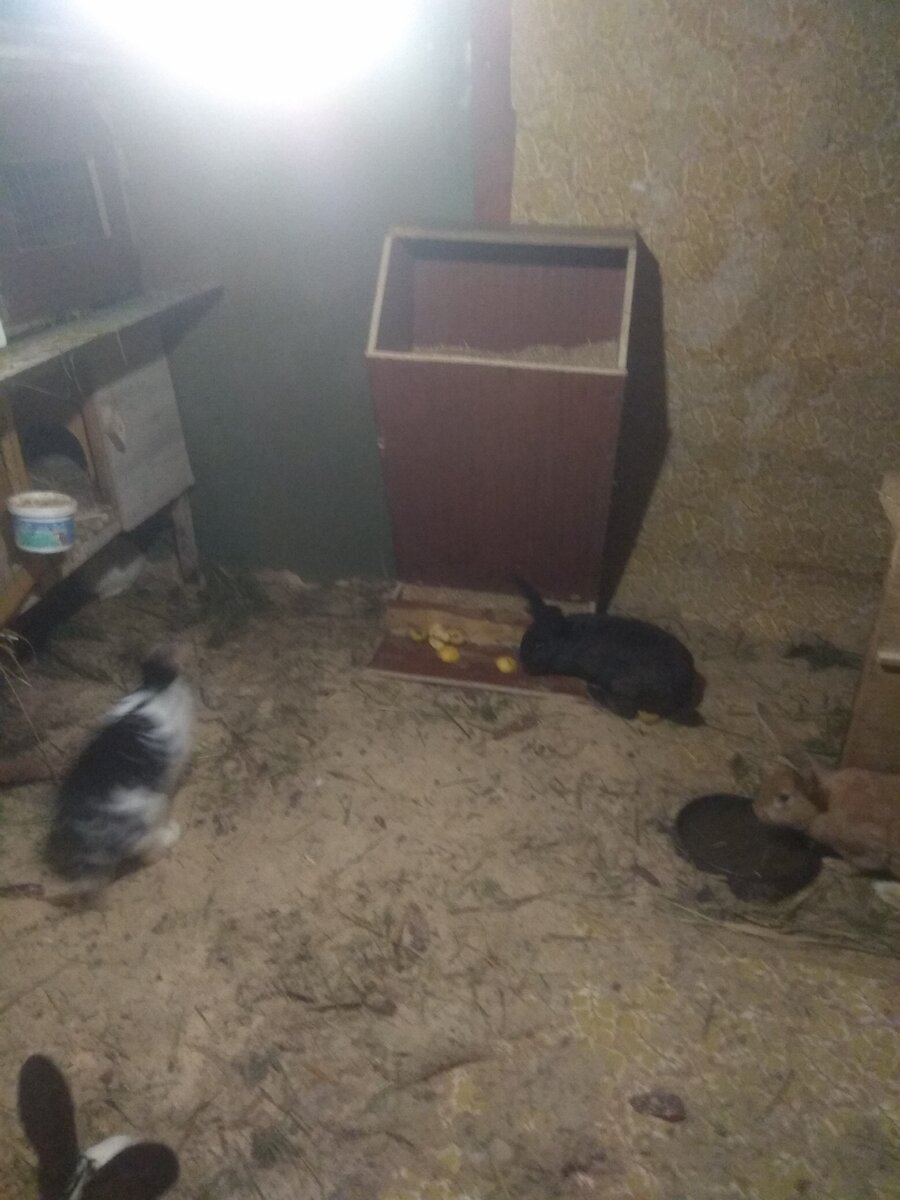 Бункерная кормушка