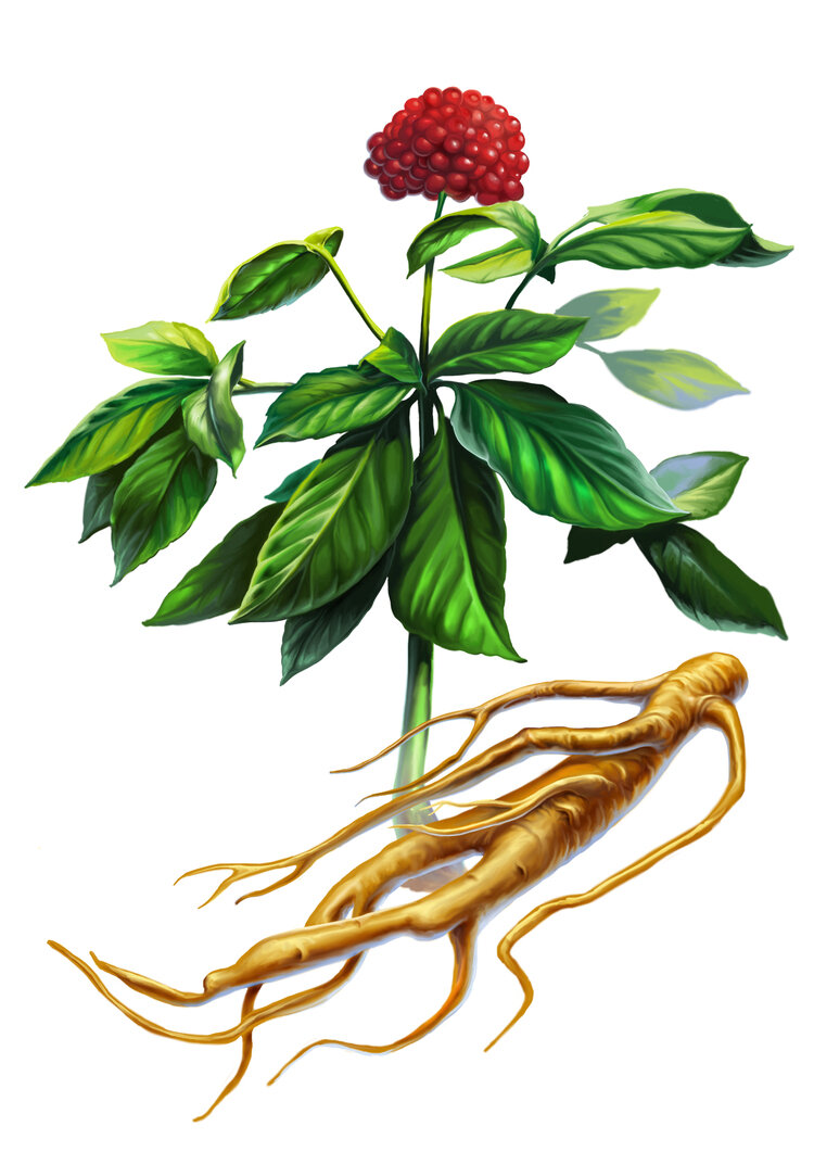 Женьшень с корнями. Источник фото Яндекс картинки (yandex.ru)