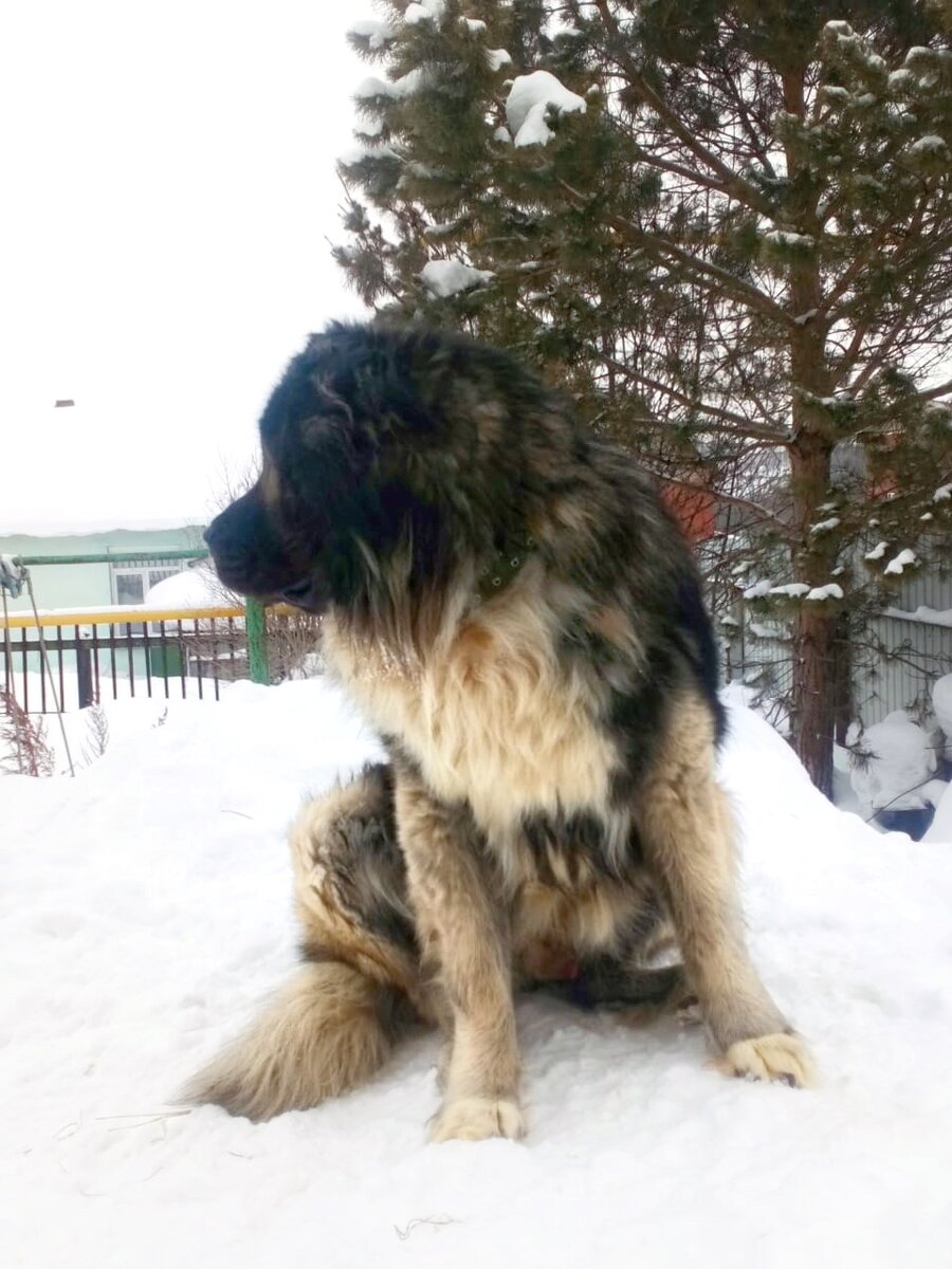 Гуляет в своём дворе💪🏼