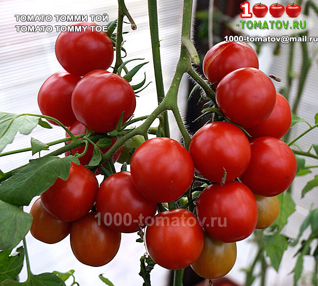 Томат Томато Томми Той Tomato Tommy Toe фото 1