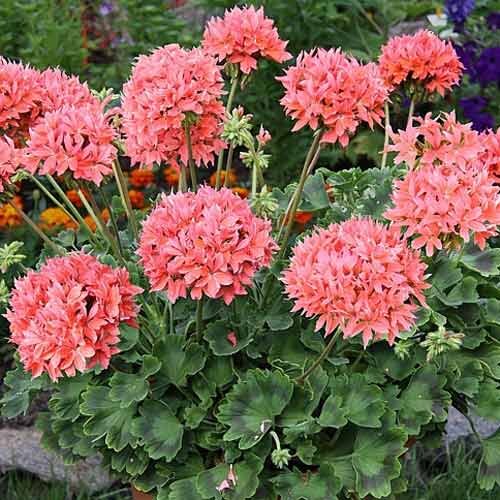 Пеларгония - Яндекс фото