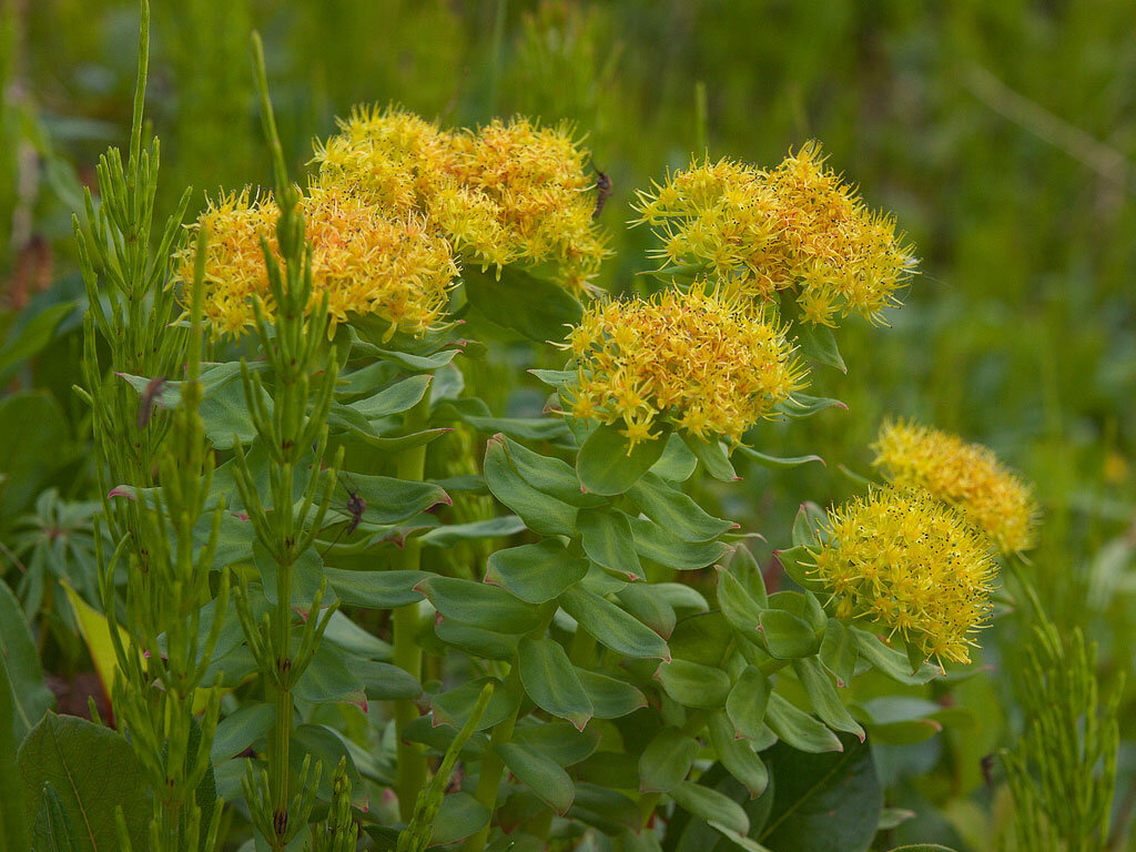 родиола розовая, фото из интернета
