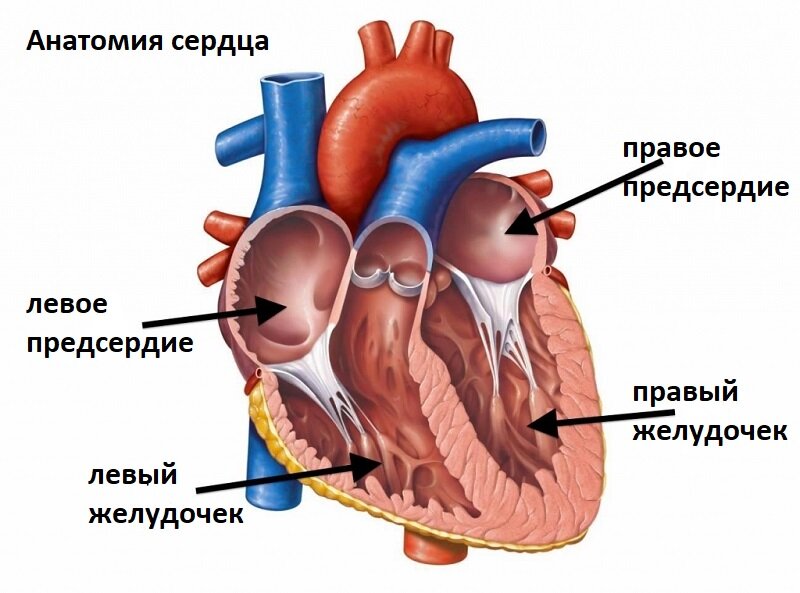 Толщина стенки предсердий равна