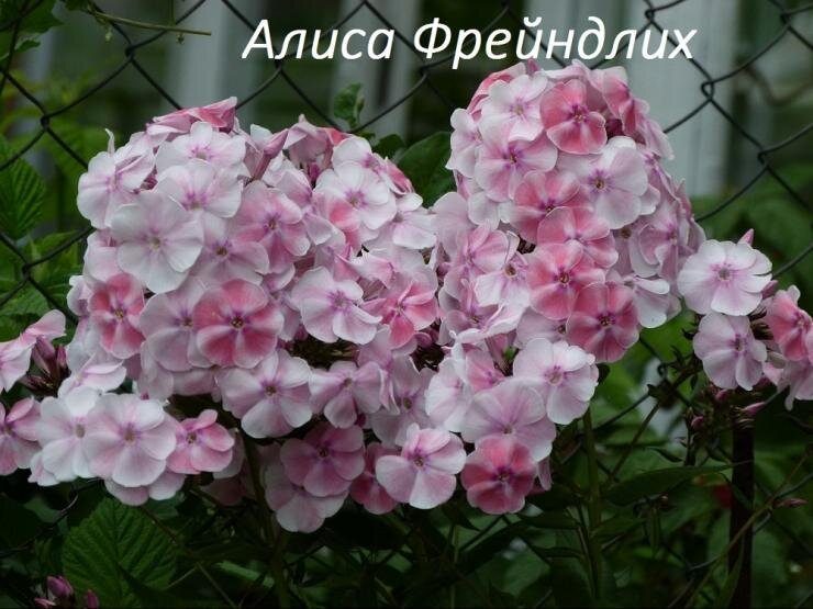 Флокс алиса фрейндлих фото и описание отзывы