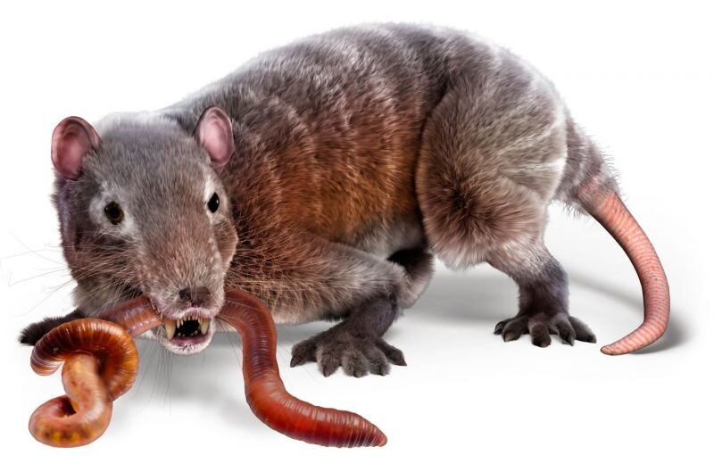 Мегазостродон