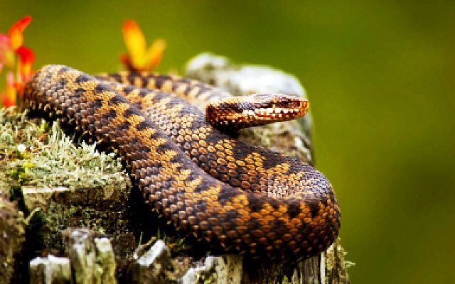 фото из интернета