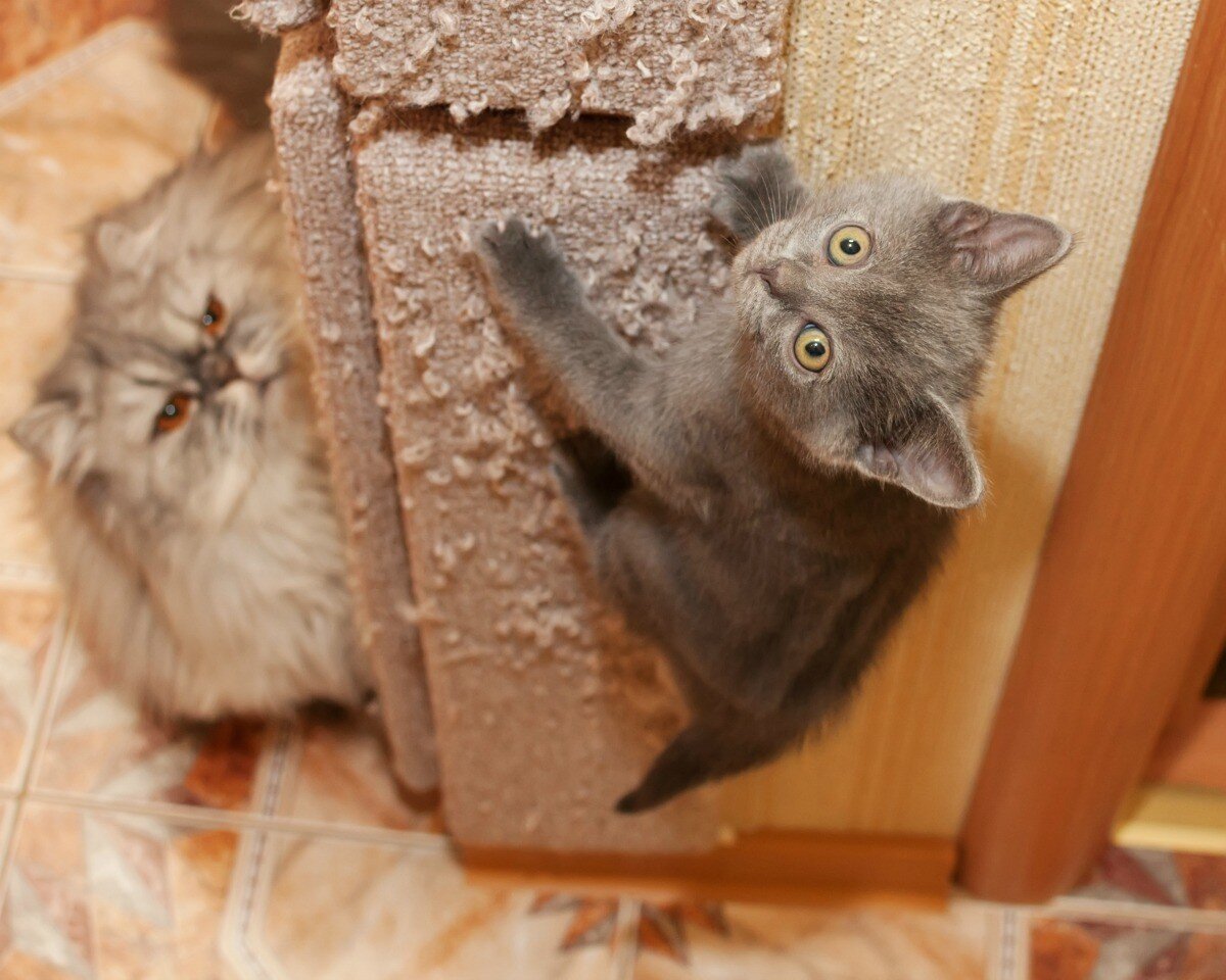 Милый котенок