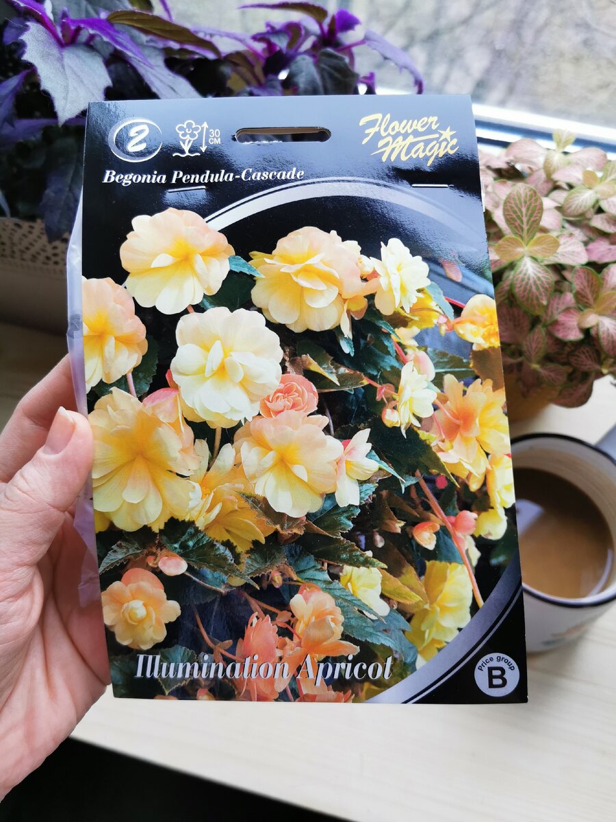 ILLUMINATION Aprikot 28 /02/ 2020