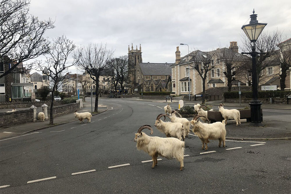 Дикие козы осваивают карантинные города