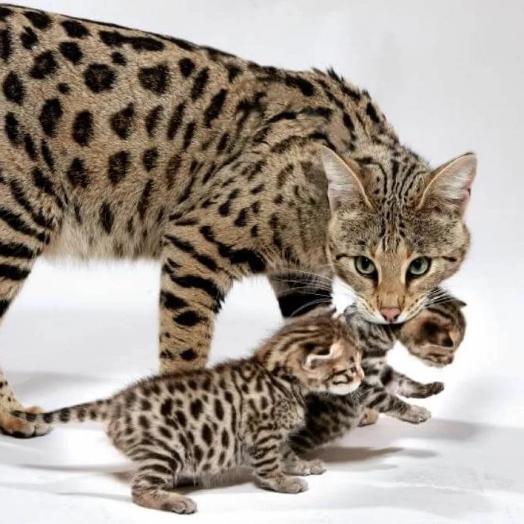  В 2006 году, американская биотехнологическая компания Lifestyle Pets представила миру свое творение – кошку породы ашера.-2