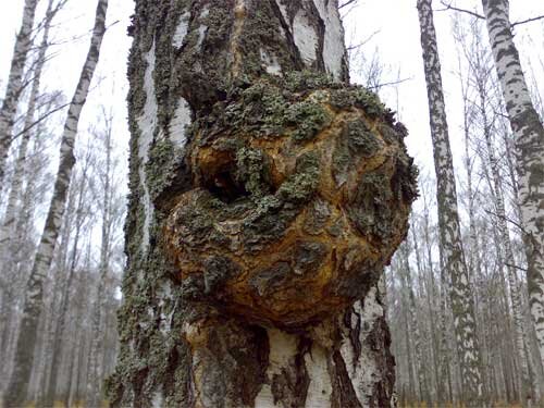 каповый нарост на березе    фото с сайта www.ogorodnikam.com
