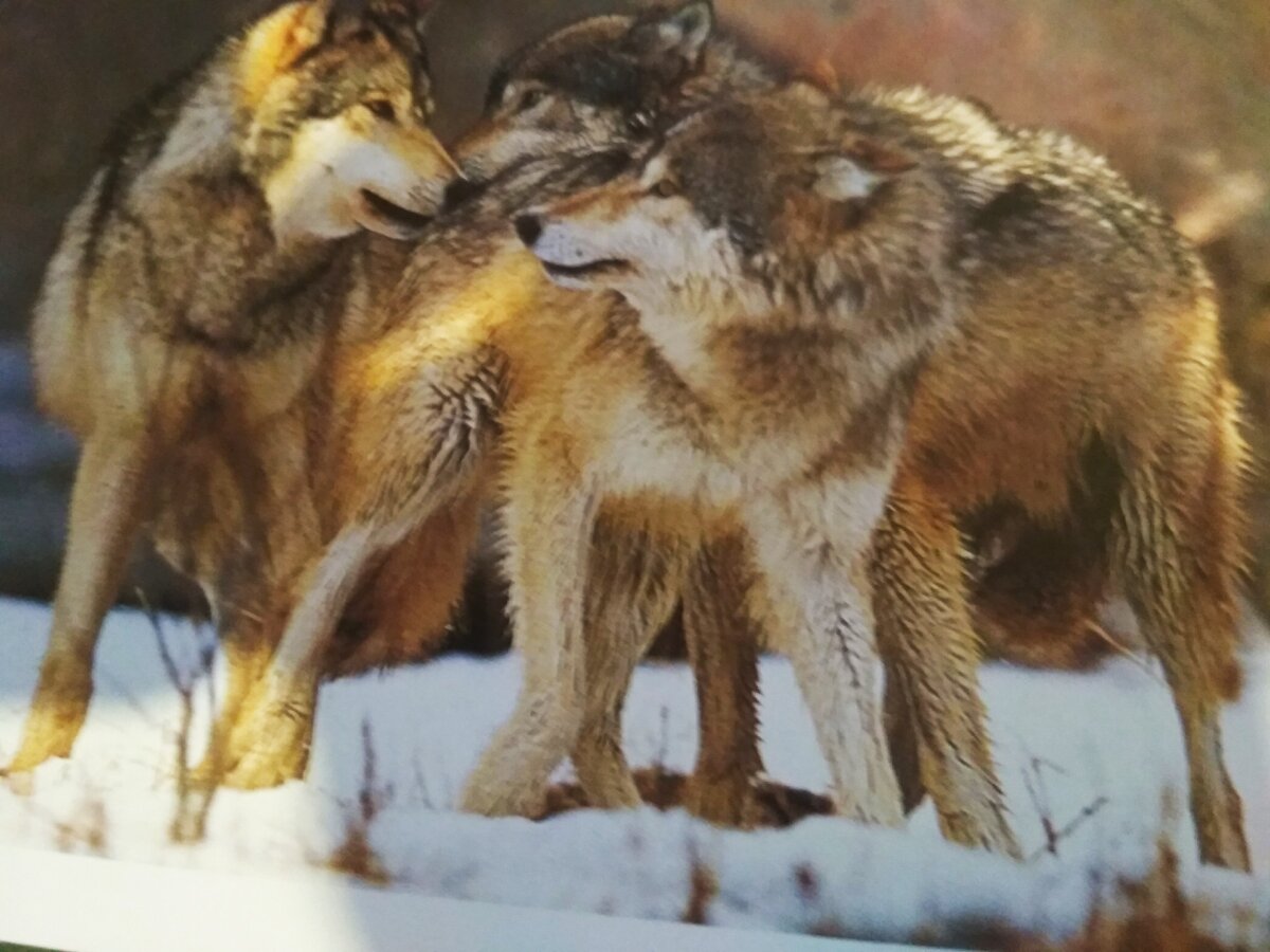 Волчьи законы