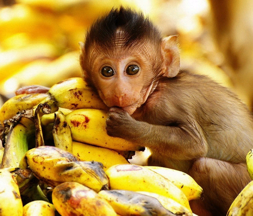 Обезьянка с едой. Обезьянка кушает. Обезьянка и бананы. Обезьяна с бананом. От улыбки обезьяна подавилася бананом