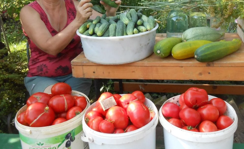 Пример урожая