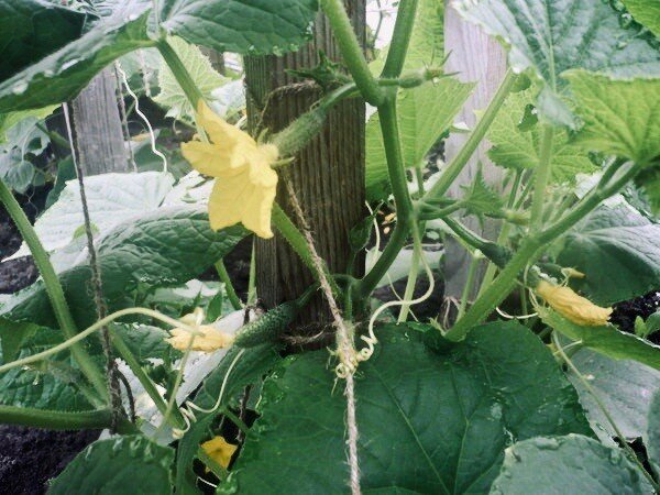 Женский цветок огурца 