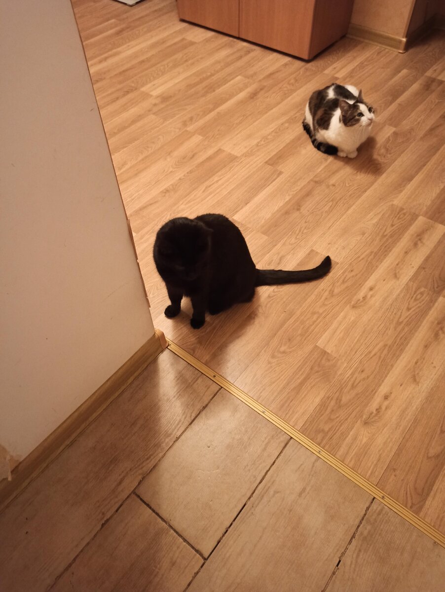 Нашли сквознячок и кайфуют.