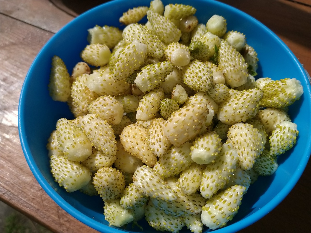 Белая земляника