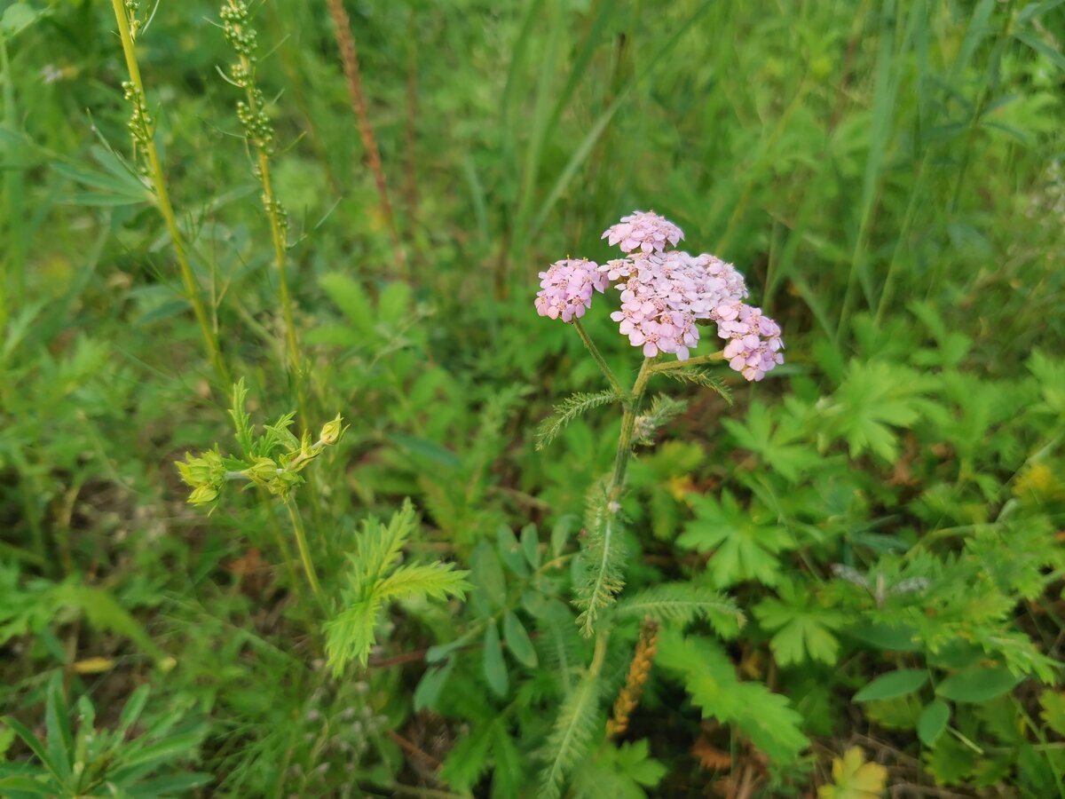 От таких звонков я готова сбегать куда угодно, даже в лес