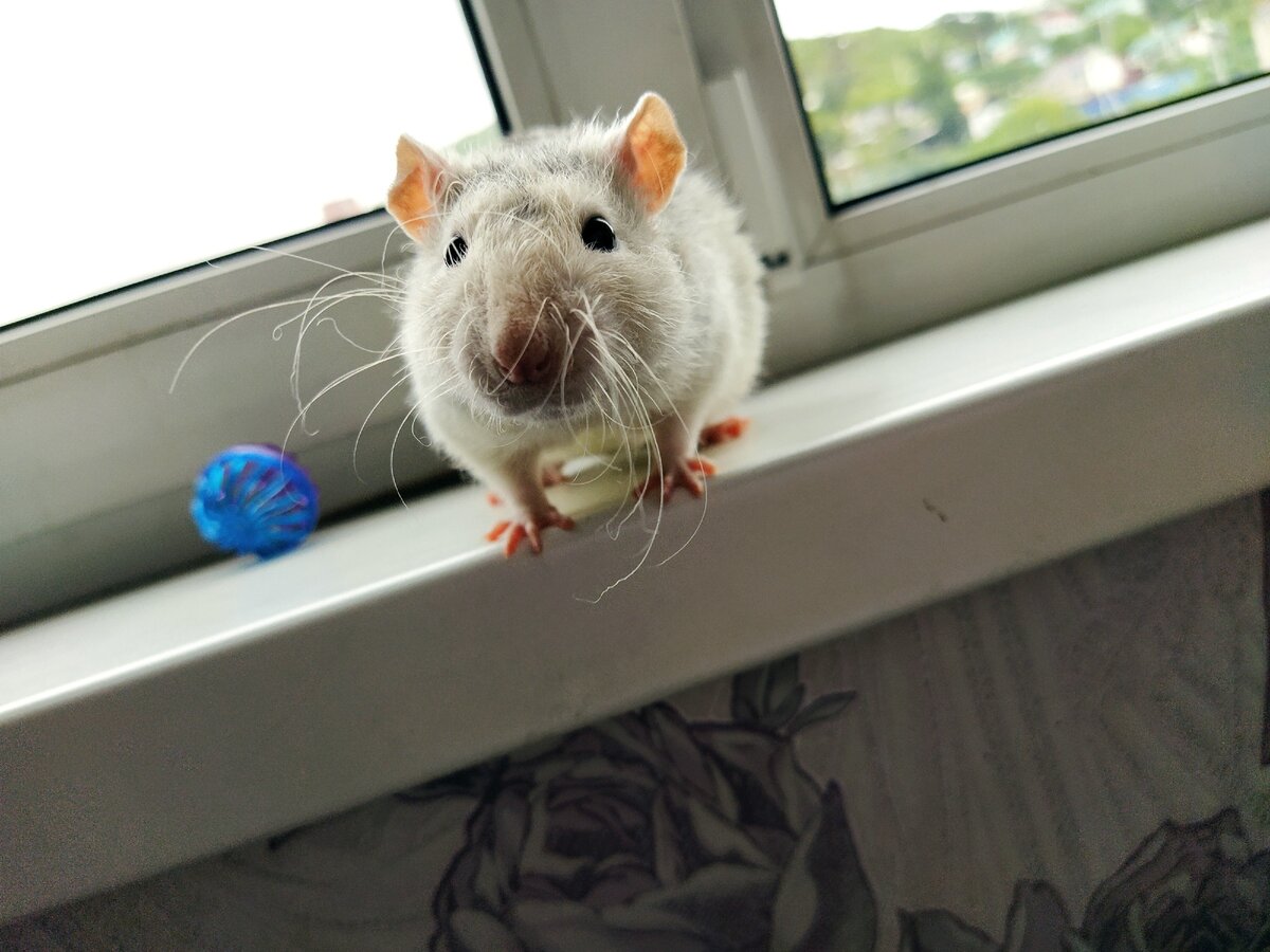 Крыса там. Крыса прикол. Крыса там. Крыса дарит подарок. Крыса пасюк дикий.