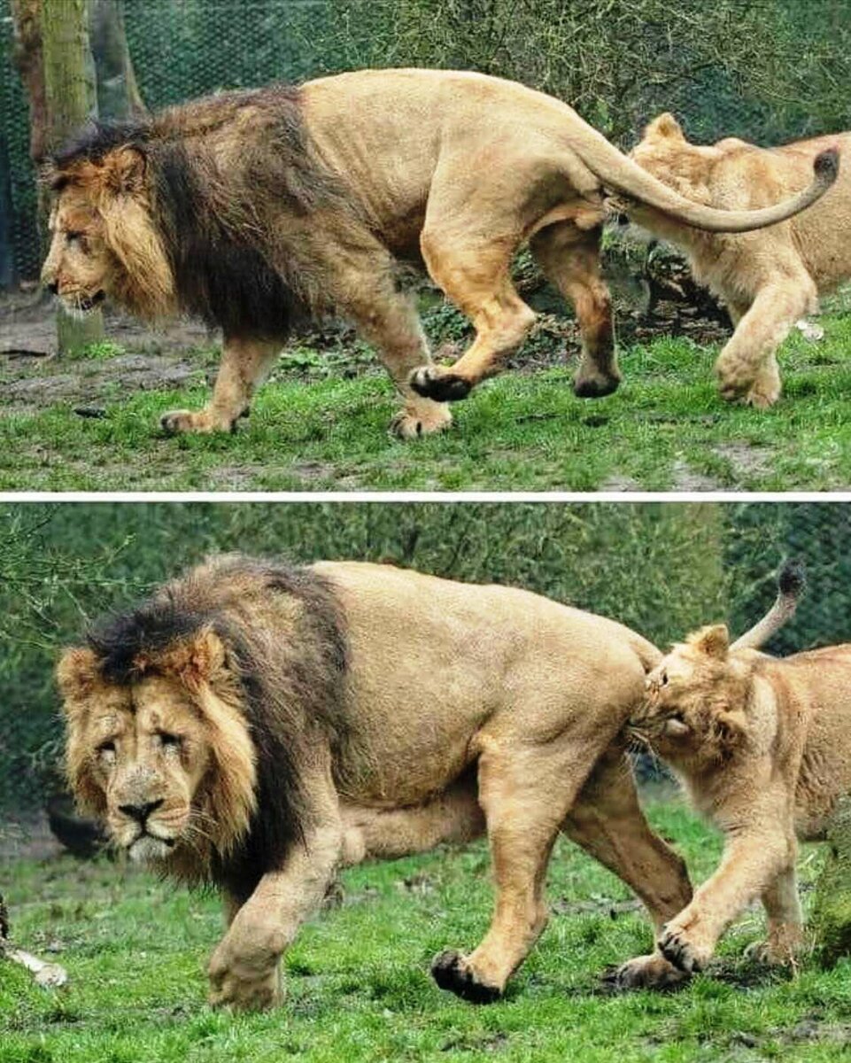 Клац-клац. Вспоминайте льва в такие моменты, дорогие собратья по тестикулам:)