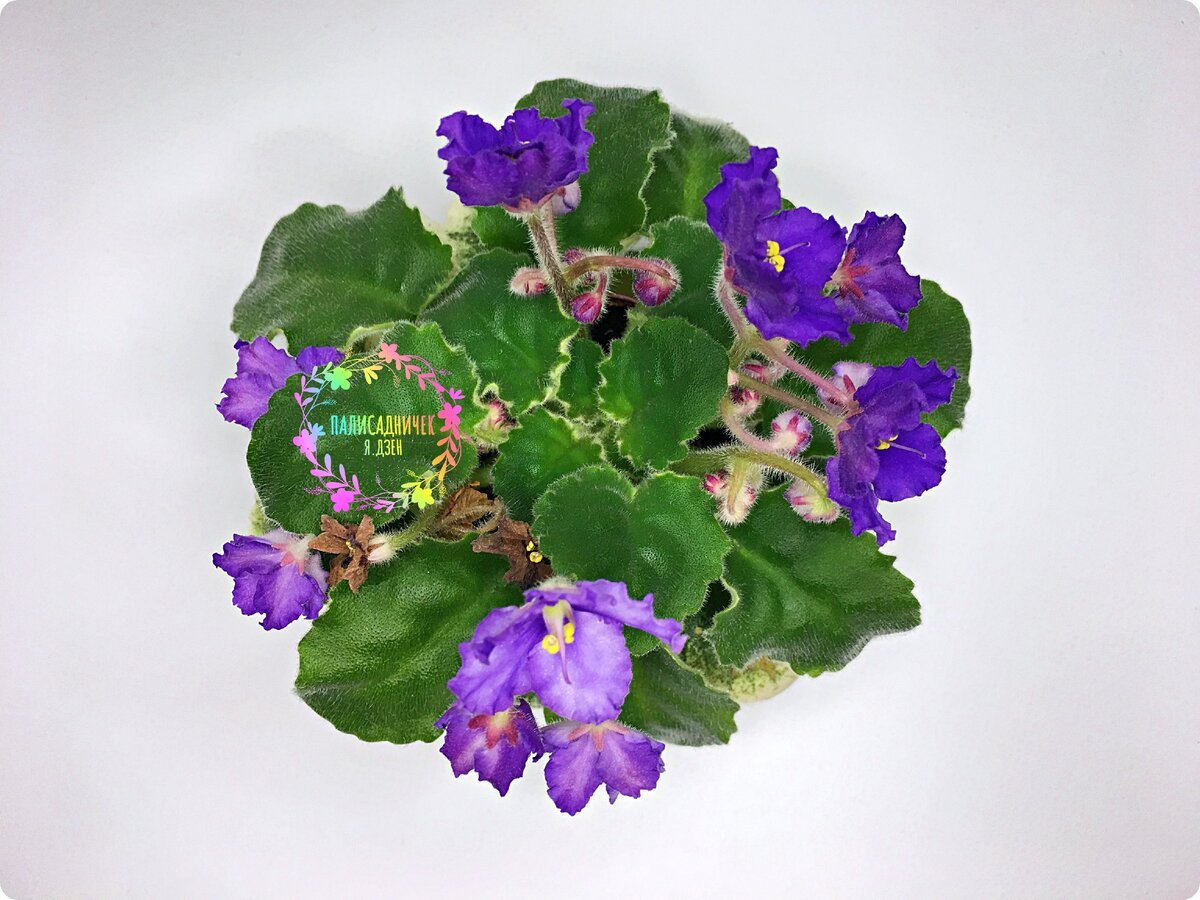 Та же, что на первом фото, вид сверху.