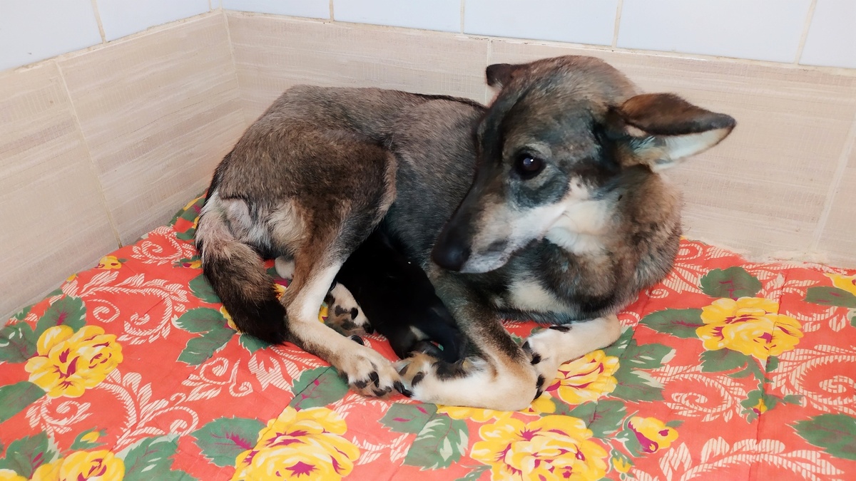 "Сегодня в ветсанчасть приюта "Верность" поступил пациент из д. Магалинщина, эту девочку в деревне все зовут Джуля. По словам местных жителей, несколько дней назад Джуля ощенилась 8 щенками, из которых живыми оказался всего лишь один. Собака сильно истощена, обезвожена и с высокой температурой. Ожидает осмотра врача."