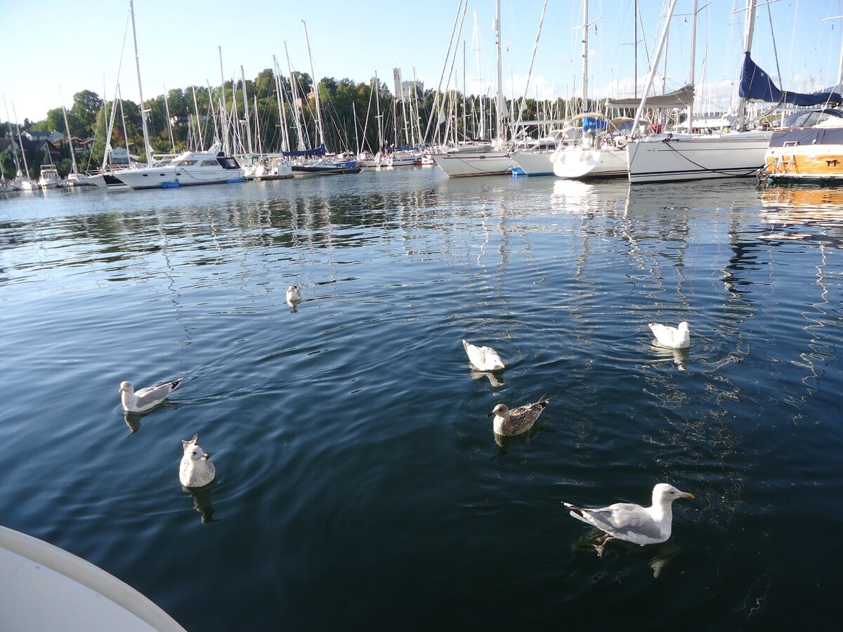 В гавани яхт клуба KNS. Фото автора.