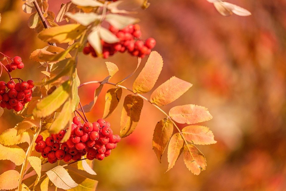 pixabay.com/