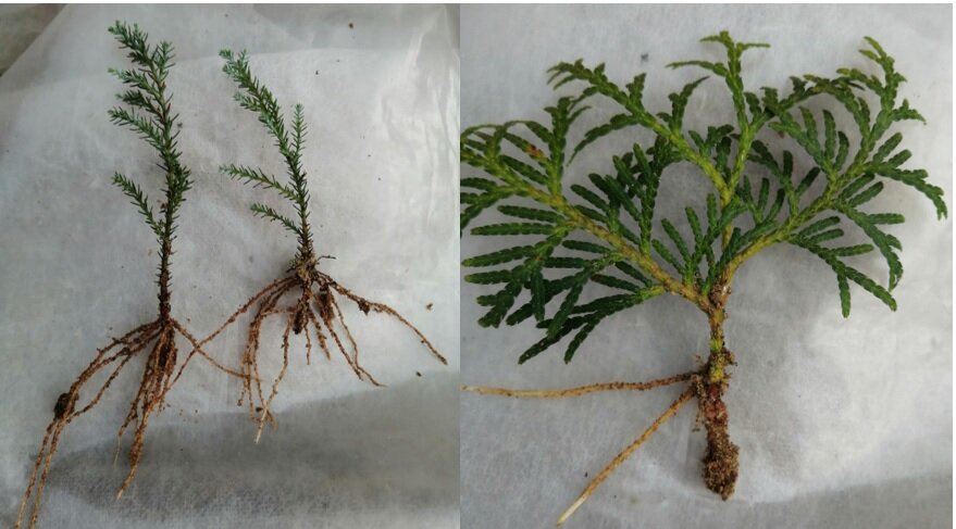 Черенки кипарисовик Блю Сюрпрайз и туя западная Смарагд