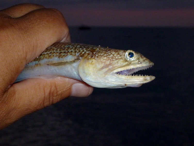 Invasive species a biosecurity issue for Turkey, expert says