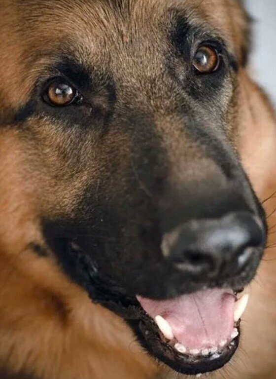 Фото из интернета.