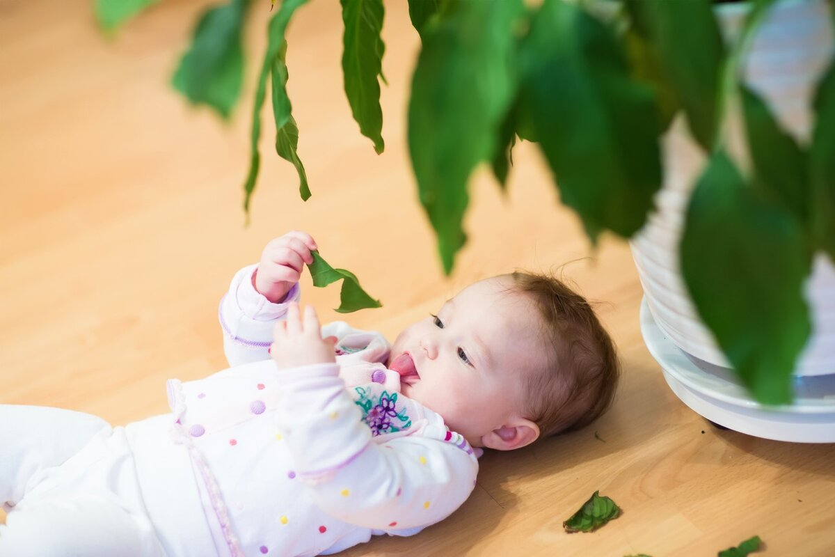 Ядовитые комнатные растения