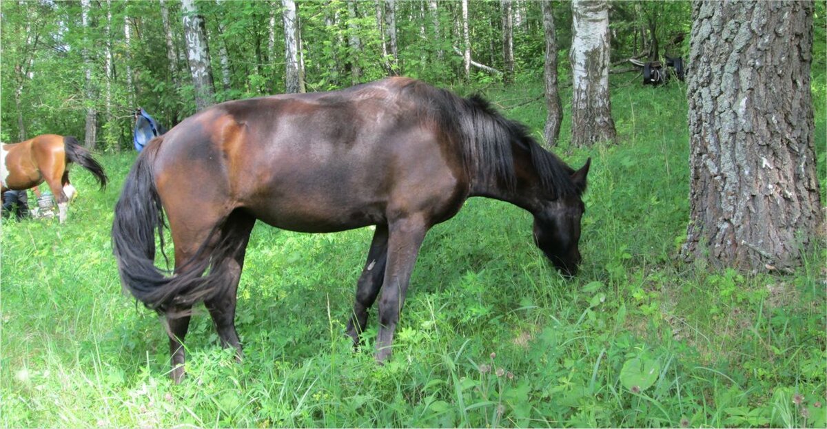 Выпас. Фото автора