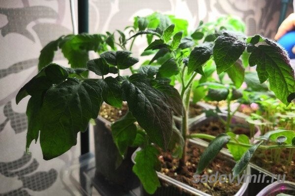 Пикировка, полив и подкормка   рассады органическим удобрением. 