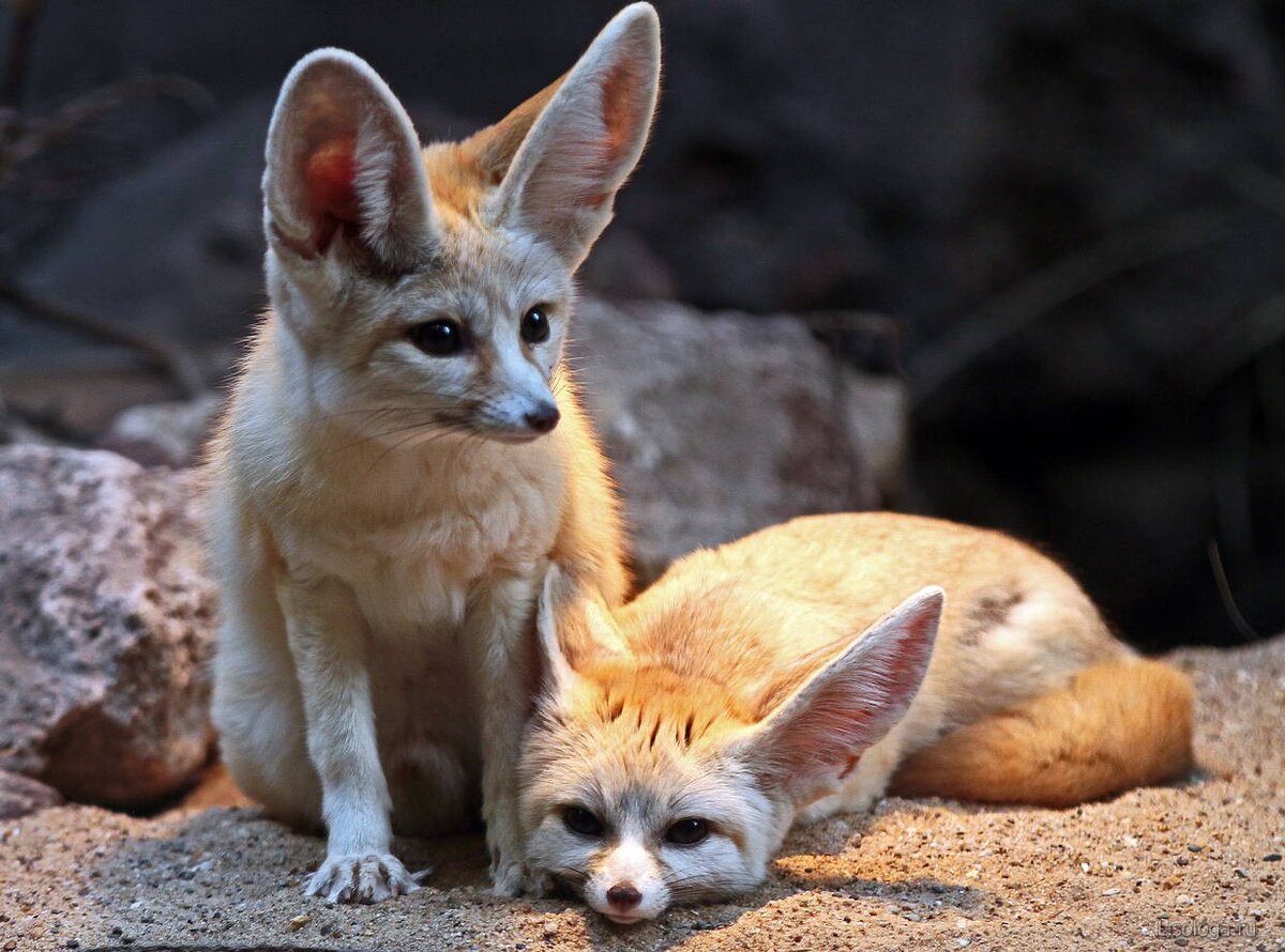 Фенёк фото взято с Яндекс. Картинки