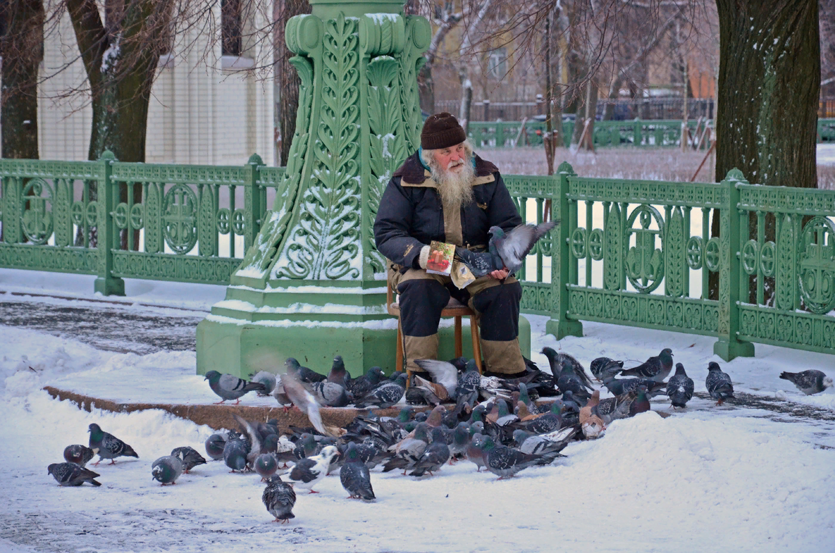 Благодатное дело. Голубь на лавке. Голубь зимой. Голубь на скамейке