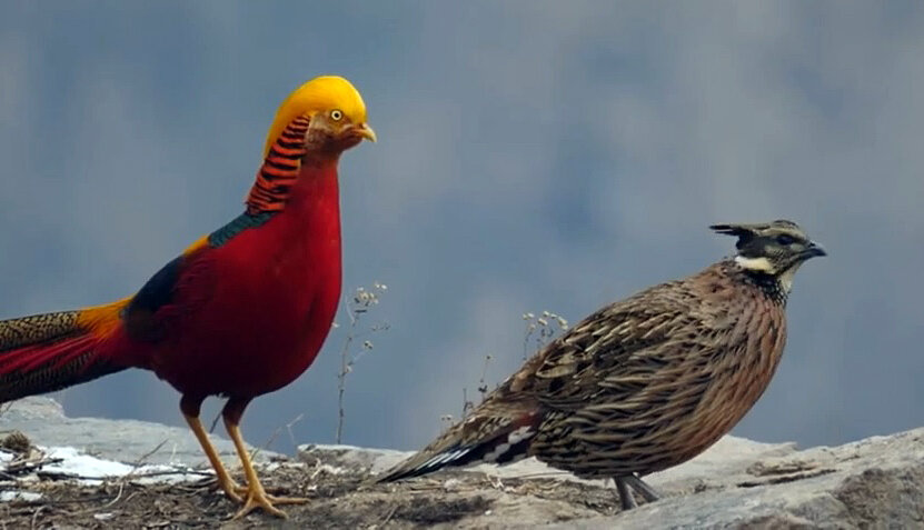 Фазан фото птицы крупным планом самка и самец