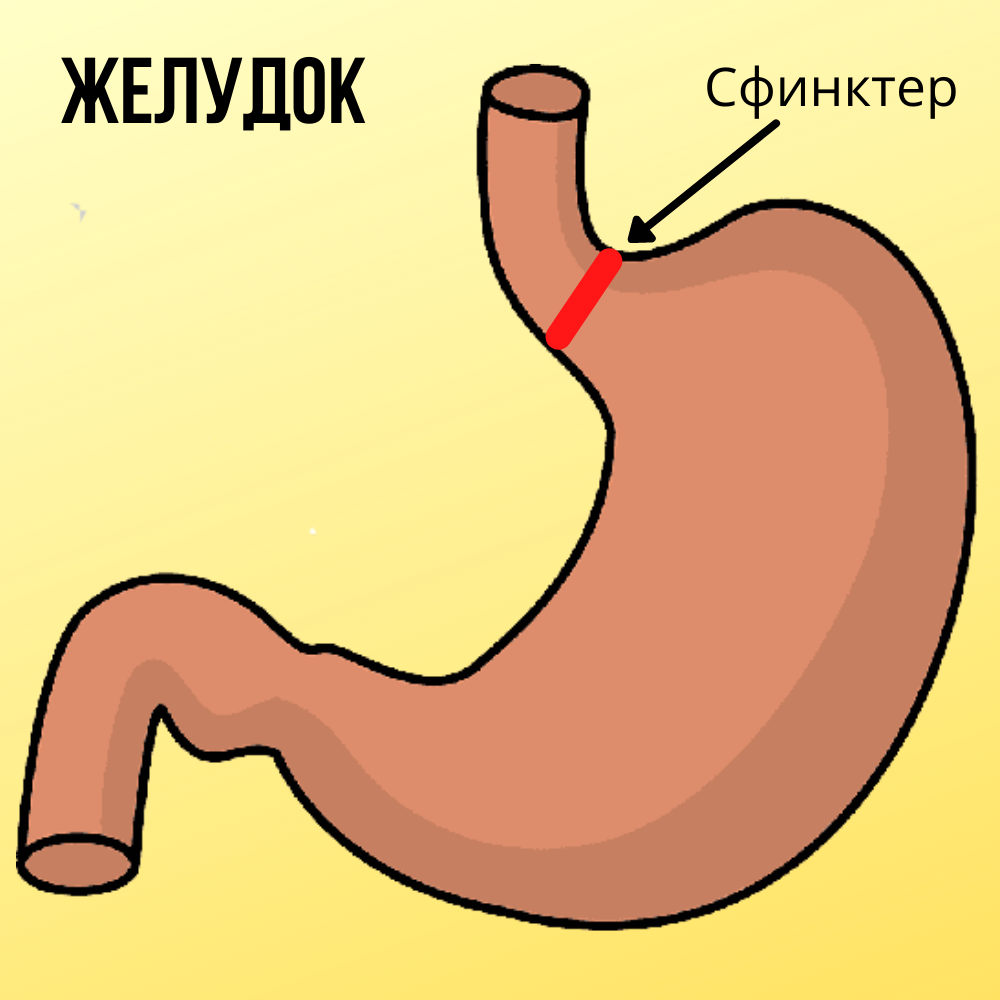 Слабый сфинктер желудка - одна из причин срыгиваний