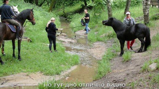 Как это бывает, когда лошадь боится воды